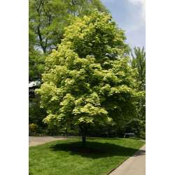 Klevas paprastasis (Acer platanoides) 'Drumondii'