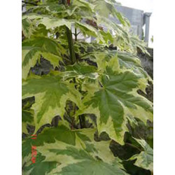Klevas paprastasis (Acer platanoides) 'Drumondii'