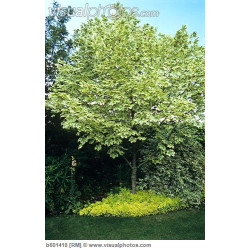 Klevas paprastasis (Acer platanoides) 'Drumondii'