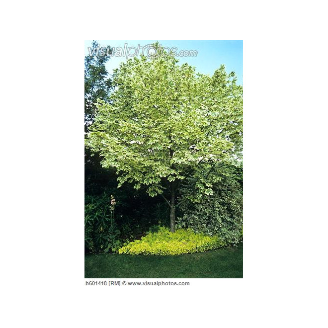 Klevas paprastasis (Acer platanoides) 'Drumondii'
