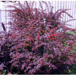 Raugerškis tumbergo  (Berberis thunbergii) 'Atropurpurea'
