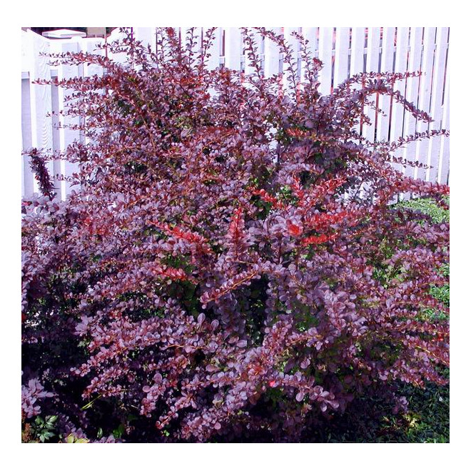 Raugerškis tumbergo  (Berberis thunbergii) 'Atropurpurea'