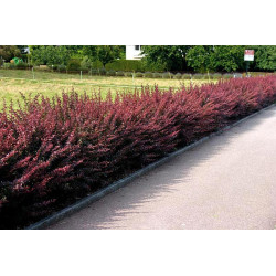Raugerškis tumbergo  (Berberis thunbergii) 'Atropurpurea'