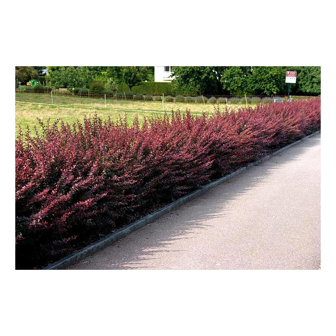 Raugerškis tumbergo  (Berberis thunbergii) 'Atropurpurea'