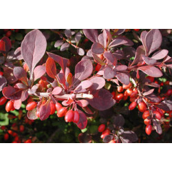 Raugerškis tumbergo  (Berberis thunbergii) 'Atropurpurea'
