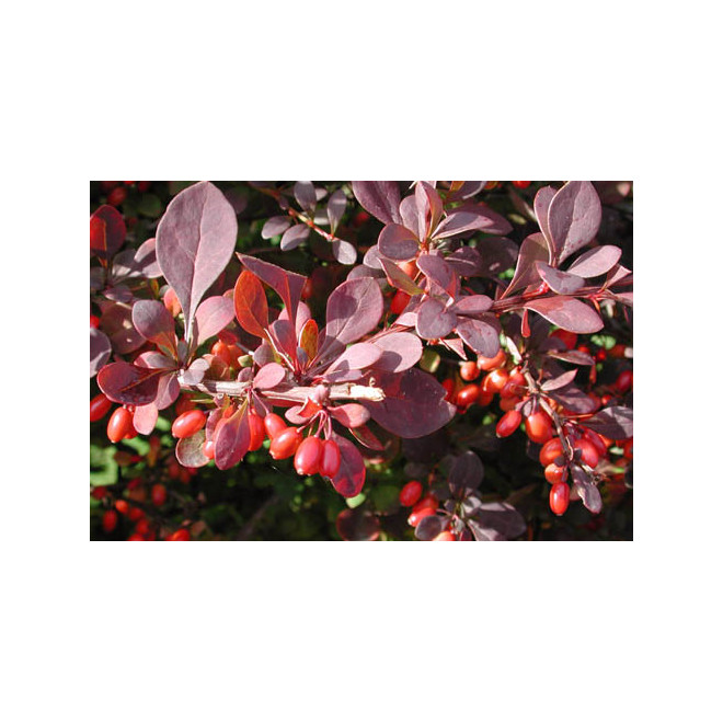 Raugerškis tumbergo  (Berberis thunbergii) 'Atropurpurea'