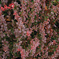 Raugerškis tumbergo  (Berberis thunbergii) 'Atropurpurea'