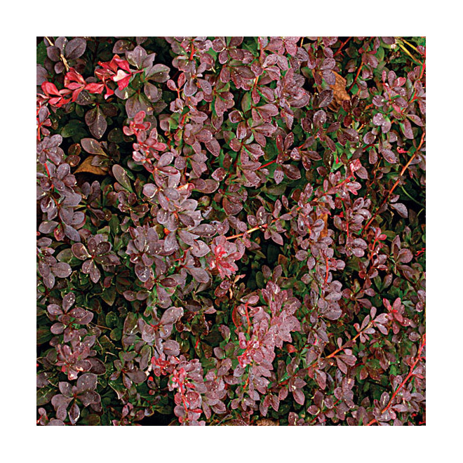 Raugerškis tumbergo  (Berberis thunbergii) 'Atropurpurea'