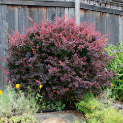 Raugerškis tumbergo  (Berberis thunbergii) 'Atropurpurea'