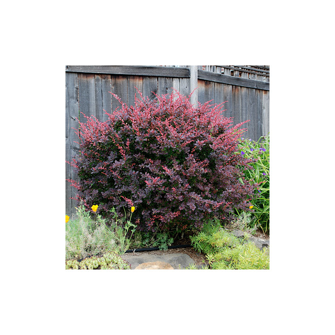 Raugerškis tumbergo  (Berberis thunbergii) 'Atropurpurea'