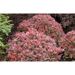 Raugerškis tunbergo (Berberis thunbergii) 'Atropurpurea Nana'