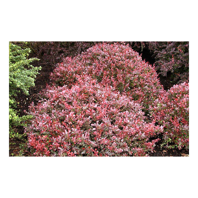 Raugerškis tunbergo (Berberis thunbergii) 'Atropurpurea Nana'