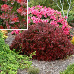 Raugerškis tunbergo (Berberis thunbergii) 'Atropurpurea Nana'