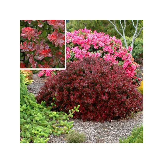 Raugerškis tunbergo (Berberis thunbergii) 'Atropurpurea Nana'