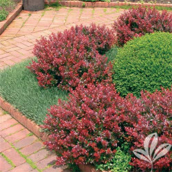 Raugerškis tunbergo (Berberis thunbergii) 'Atropurpurea Nana'