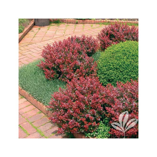 Raugerškis tunbergo (Berberis thunbergii) 'Atropurpurea Nana'