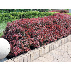 Raugerškis tunbergo (Berberis thunbergii) 'Atropurpurea Nana'