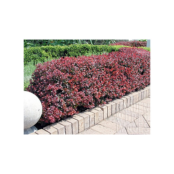 Raugerškis tunbergo (Berberis thunbergii) 'Atropurpurea Nana'