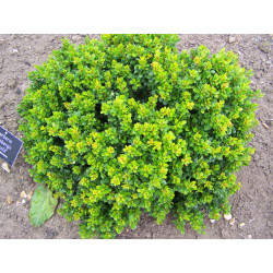 Raugerškis tunbergo (Berberis thunbergii) 'Kobold'