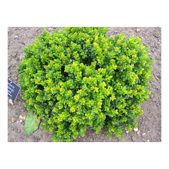 Raugerškis tunbergo (Berberis thunbergii) 'Kobold'
