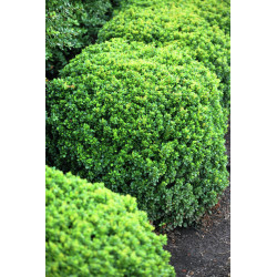 Raugerškis tunbergo (Berberis thunbergii) 'Kobold'