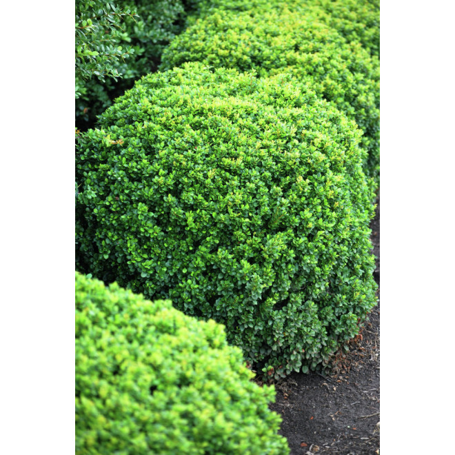 Raugerškis tunbergo (Berberis thunbergii) 'Kobold'