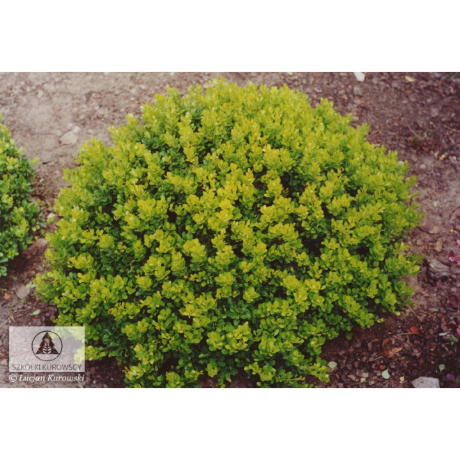 Raugerškis tunbergo (Berberis thunbergii) 'Kobold'