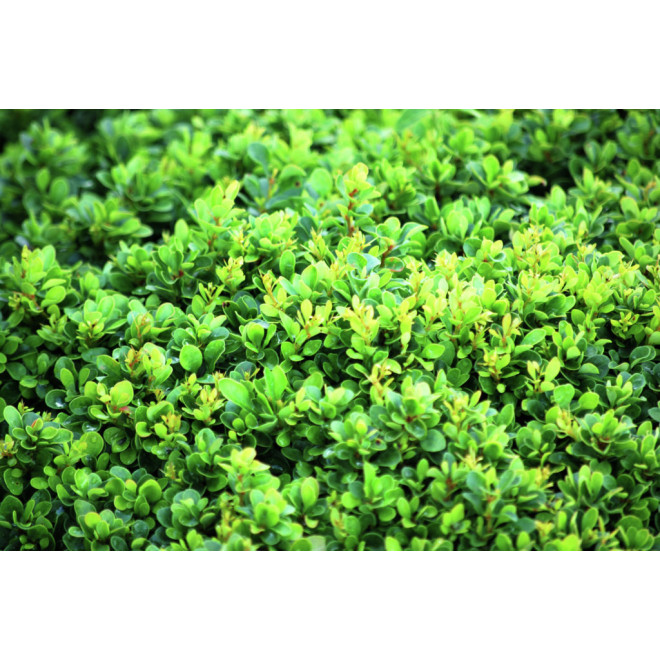 Raugerškis tunbergo (Berberis thunbergii) 'Kobold'