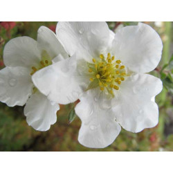 Sidabražolė krūminė  (Potentilla fruticosa) 'Abbotswood'