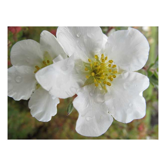 Sidabražolė krūminė  (Potentilla fruticosa) 'Abbotswood'