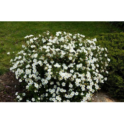 Sidabražolė krūminė  (Potentilla fruticosa) 'Abbotswood'