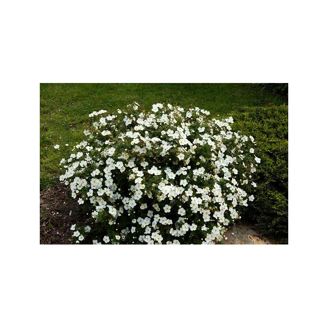 Sidabražolė krūminė  (Potentilla fruticosa) 'Abbotswood'