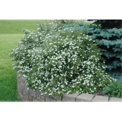 Sidabražolė krūminė  (Potentilla fruticosa) 'Abbotswood'