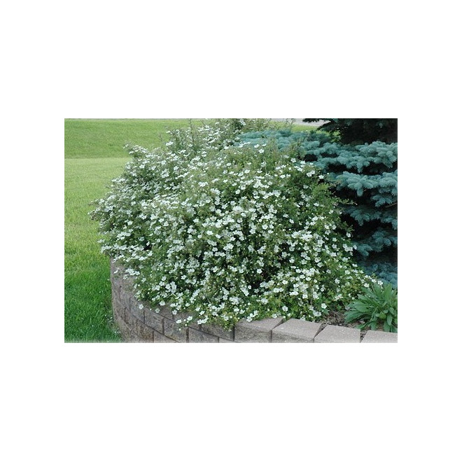 Sidabražolė krūminė  (Potentilla fruticosa) 'Abbotswood'