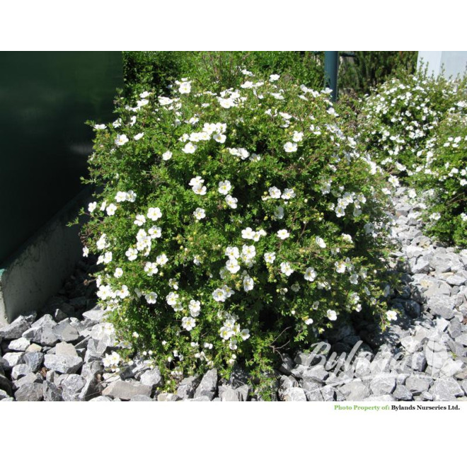 Sidabražolė krūminė  (Potentilla fruticosa) 'Abbotswood'