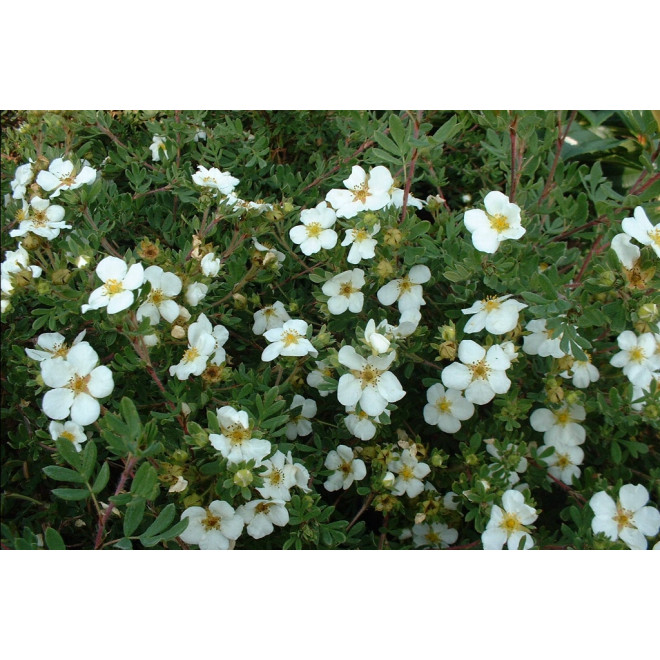 Sidabražolė krūminė  (Potentilla fruticosa) 'Abbotswood'