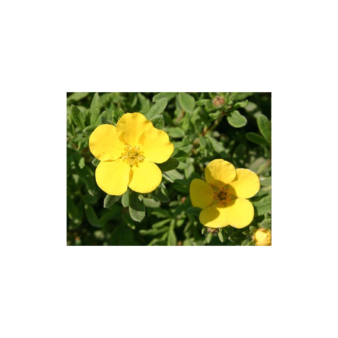 Sidabražolė krūminė (Potentilla fruticosa) 'Sommerflor'