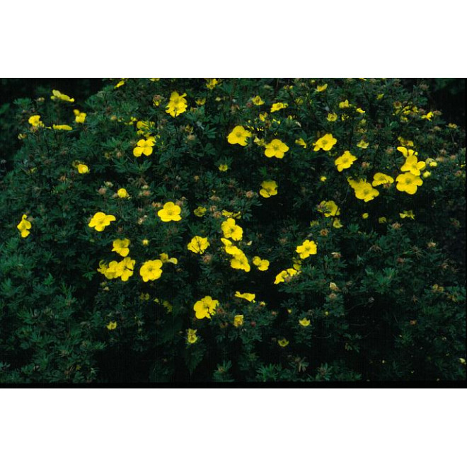Sidabražolė krūminė (Potentilla fruticosa) 'Sommerflor'