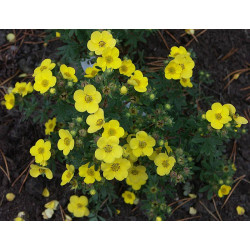 Sidabražolė krūminė (Potentilla fruticosa) 'Sommerflor'