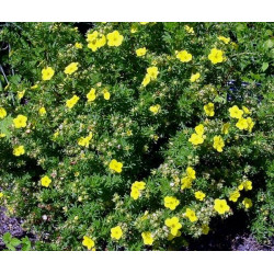 Sidabražolė krūminė (Potentilla fruticosa) 'Sommerflor'