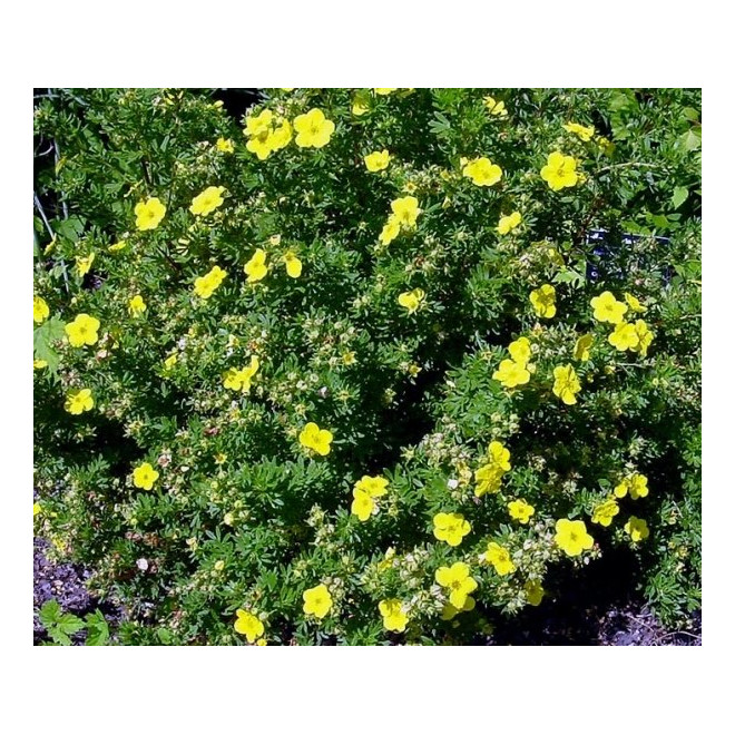 Sidabražolė krūminė (Potentilla fruticosa) 'Sommerflor'