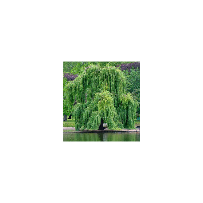 Gluosnis baltasis (salix alba) 'Tristis' medis sodinamas prie tvenkinių.