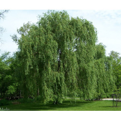 Gluosnis baltasis (salix alba) 'Tristis' medis sodinamas prie tvenkinių.