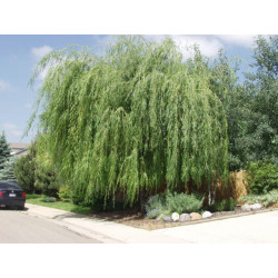 Gluosnis baltasis (salix alba) 'Tristis' medis sodinamas prie tvenkinių.