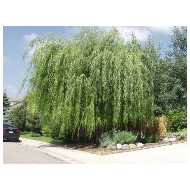 Gluosnis baltasis (salix alba) 'Tristis' medis sodinamas prie tvenkinių.