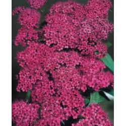 Lanksva japoninė (Spiraea japonica) 'Anthony Waterer'