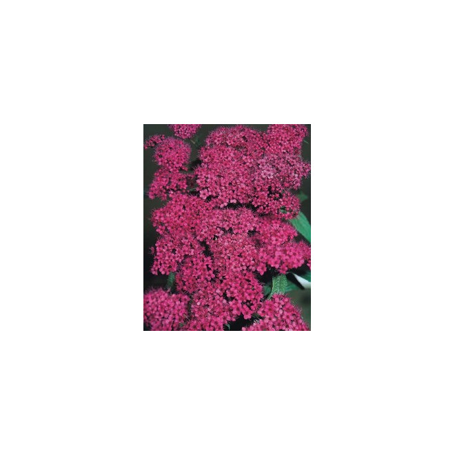 Lanksva japoninė (Spiraea japonica) 'Anthony Waterer'