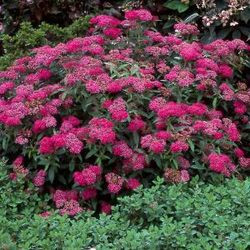 Lanksva japoninė (Spiraea japonica) 'Anthony Waterer'