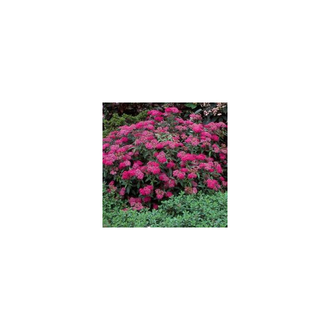 Lanksva japoninė (Spiraea japonica) 'Anthony Waterer'