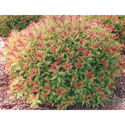 Lanksva japoninė (Spiraea japonica) 'Goldflame'